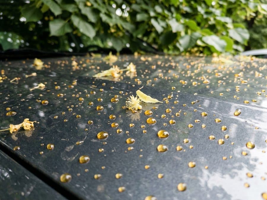 Tropfen von Baumharz auf der dunklen Motorhaube eines unter einer Linde geparkten Autos